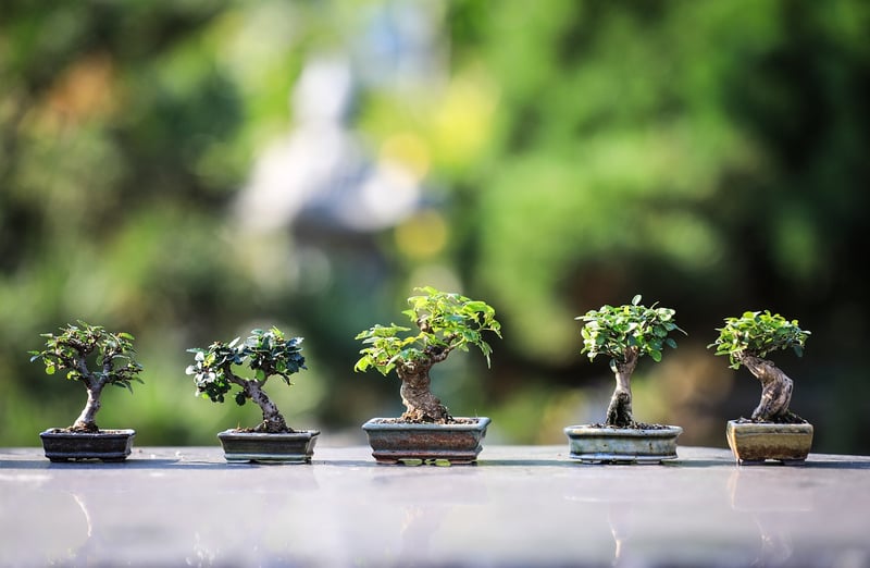 Bonsai Scissors
