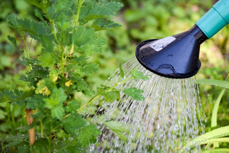 Watering Cans