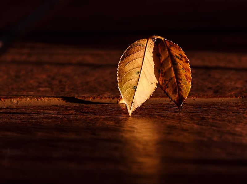 Minimalist Leaf